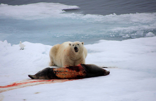 Illustration for article titled As Sea Ice Shrinks, Polar Bears Are Moving Farther North